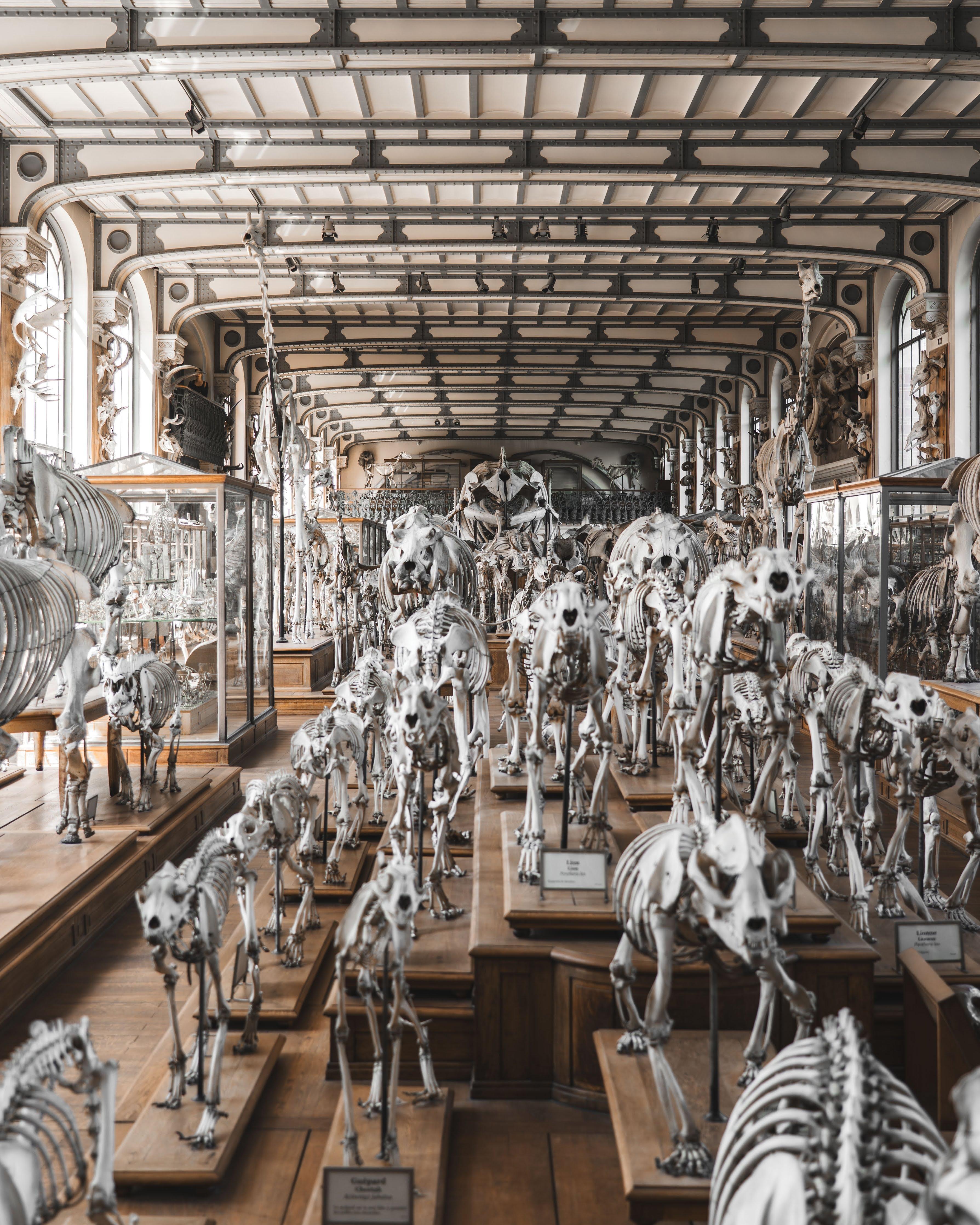 Visit the Gallery of Palaeontology and Comparative Anatomy