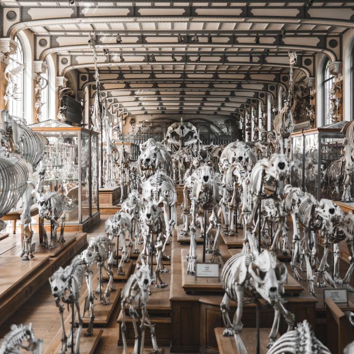 Visitez la Galerie de Paléontologie et d’Anatomie comparée